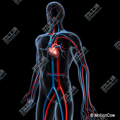 images/goods_img/20210319/Human Cardiovascular System/2.jpg